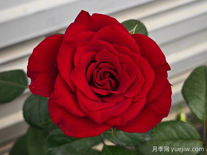 高原紅月季，花期長(zhǎng)觀賞價(jià)值高的月季(圖2)