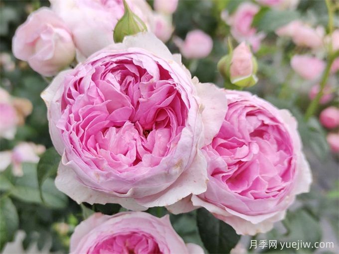 月季花前、花期、花后的施肥辦法(圖1)