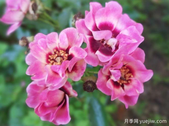 時(shí)尚巴比倫眼睛月季(圖3)