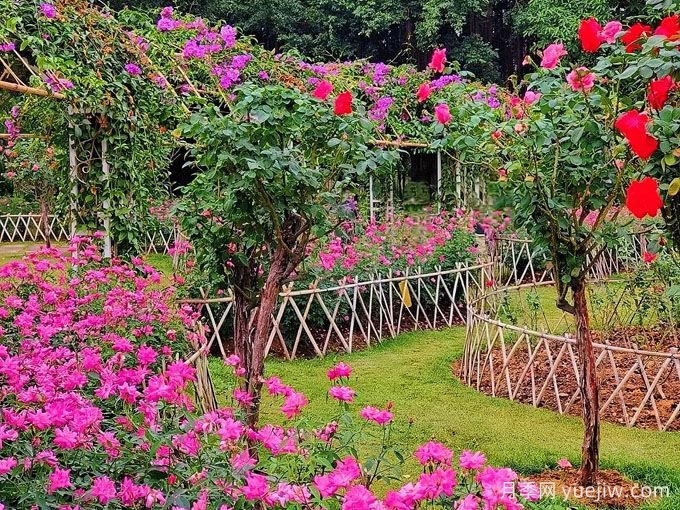 南寧南湖公園，萬株月季驚艷綻放，打卡冬日絕美盛景(圖2)