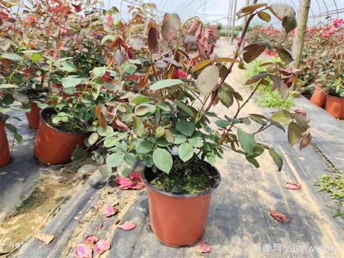 花盆越大越好？為什么地栽的植物長得好？(圖1)