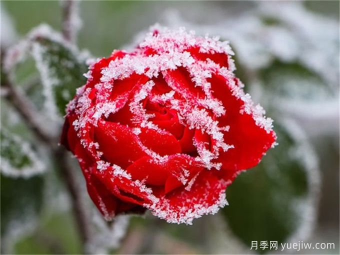 做好這些準備，月季冬剪事半功倍(圖1)