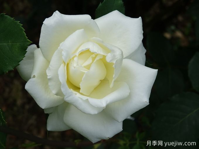 月季推薦，白色圣誕月季(圖1)