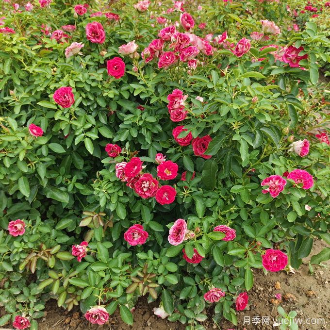 如何在干旱地區(qū)成功種植喬灌木？(圖2)