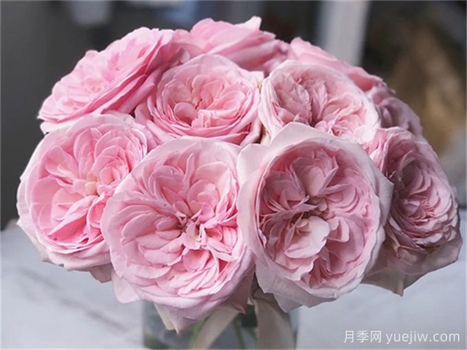 有香味的玫瑰花有哪些品種？(圖1)
