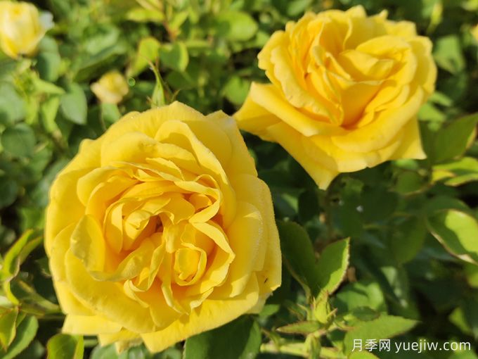 如何快速識(shí)別玫瑰、薔薇與月季(圖2)