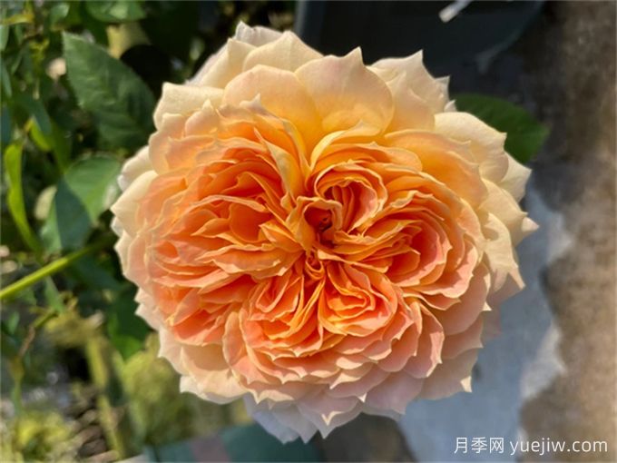 焦糖古董月季，花大如碗，又美又香，多季開花(圖1)