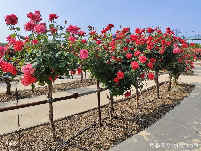 什么是綠化養(yǎng)護的精細化管理？(圖1)