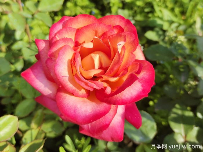 暢游南陽(yáng)，認(rèn)識(shí)名品大花月季(圖3)