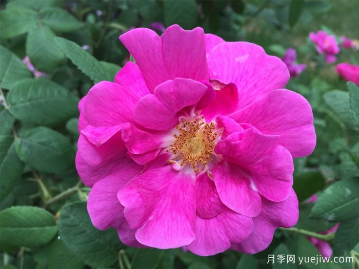 推薦高抗病的18款月季品種，必須收藏(圖1)
