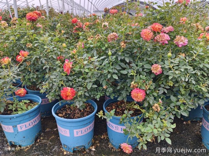 冬天要把月季花的葉子全部剪掉嗎？(圖1)