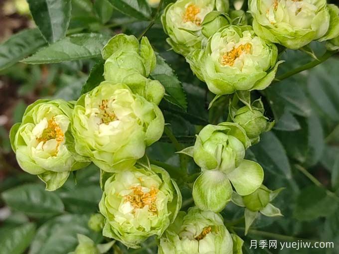 月季推薦，?？巳R爾月季(圖1)