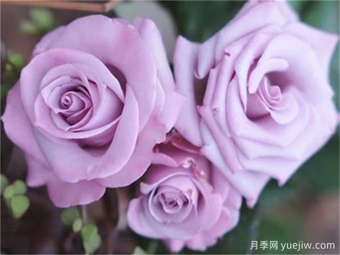 月季推薦，海洋之歌月季(圖1)