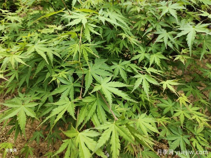 植物中的變色龍，雞爪槭(圖1)