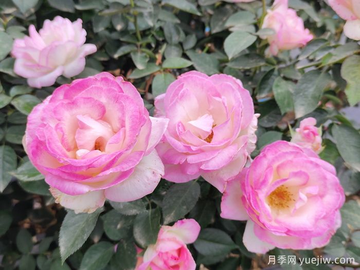 薔薇、玫瑰與月季：你真的能分清它們嗎？(圖1)
