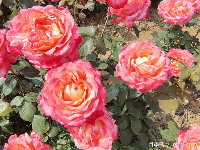 八首月季花詩詞分享，月季只應天上物，四時榮謝色常同(圖2)
