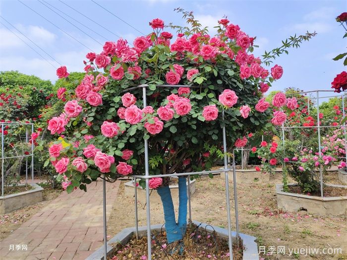 月季界的新寵，樹狀月季養(yǎng)護(hù)注意事項(xiàng)(圖1)