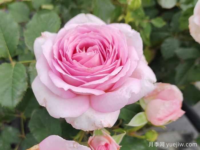 為10區(qū)花友問一下，有跟粉龍差不多的月季品種嗎？(圖2)