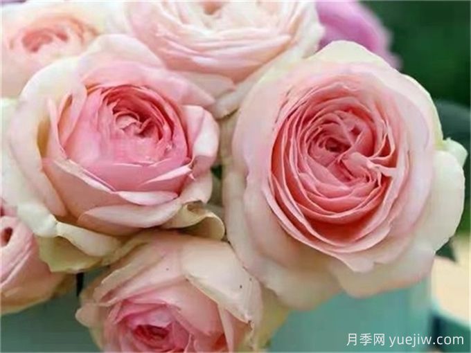 為10區(qū)花友問一下，有跟粉龍差不多的月季品種嗎？(圖6)