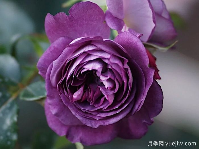 月季推薦，圣十字軍月季(圖1)