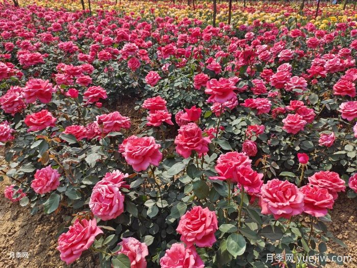 月季一年開花次數(shù)？月季花期時(shí)間？(圖1)