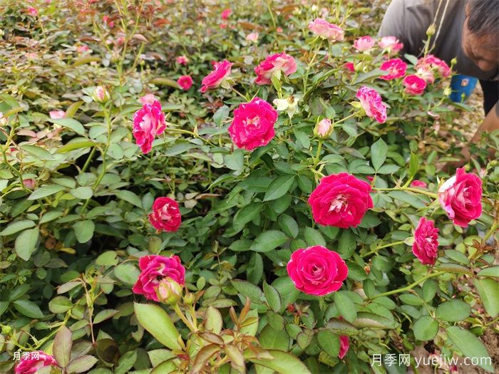 盆栽月季怎么養(yǎng)多開(kāi)花？(圖1)