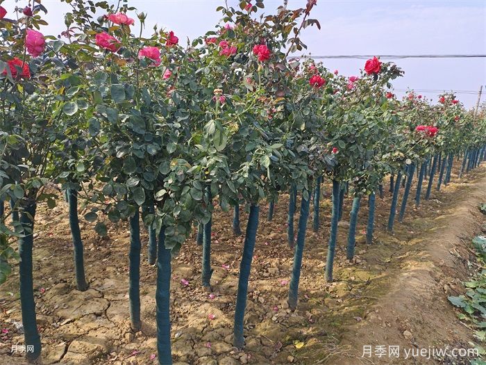 樹狀月季的四季養(yǎng)護技巧(圖1)