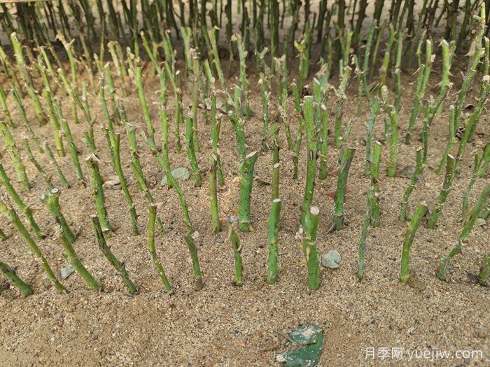 盆栽月季怎么種？(圖2)