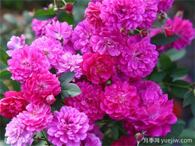 陽(yáng)臺(tái)盆栽月季品種，推薦新手8個(gè)易養(yǎng)(圖4)