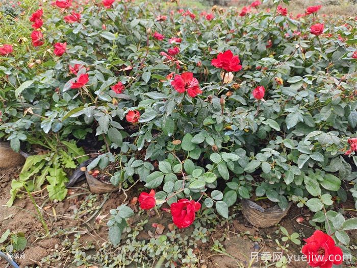 連續(xù)雨天如何給盆栽月季施肥？(圖1)