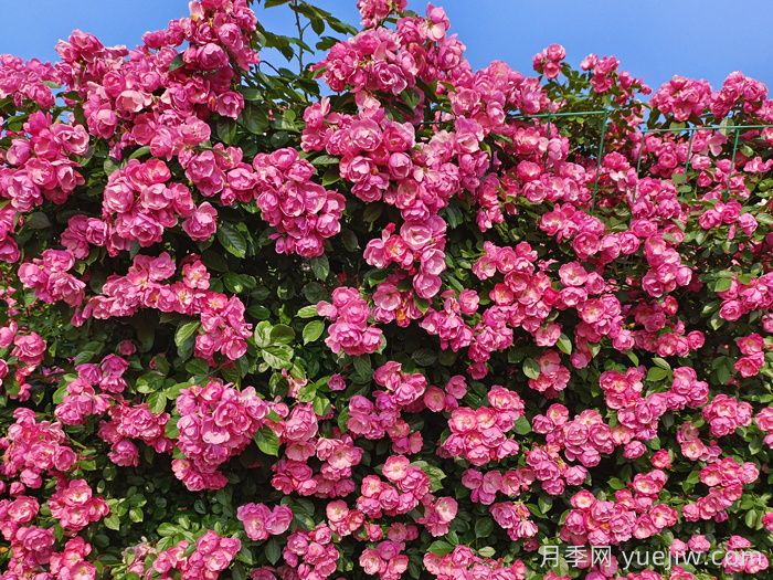 月季花開艷滿城，淮安匠心打響市花月季品牌(圖2)