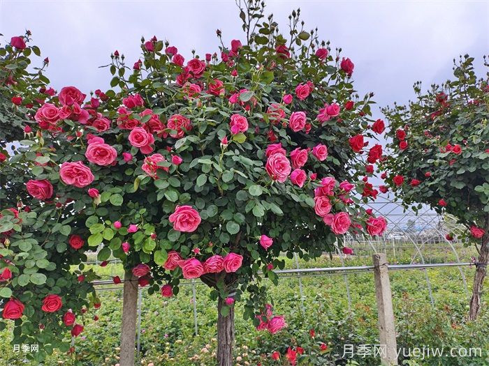 月季花開艷滿城，淮安匠心打響市花月季品牌(圖3)