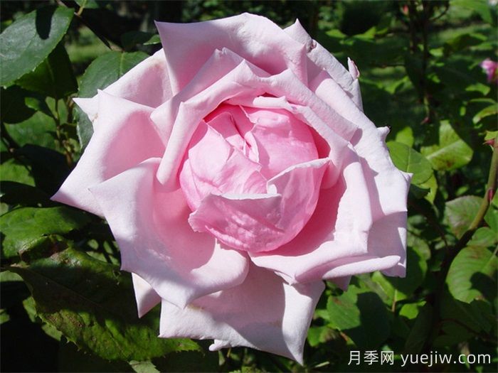 法蘭西月季(France)，世界**個雜交茶香現(xiàn)代月季(圖1)