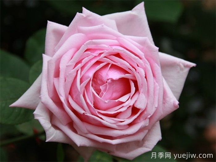 法蘭西月季(France)，世界**個雜交茶香現(xiàn)代月季(圖2)