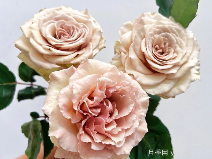 月季推薦，光之翼第九天使月季(圖1)