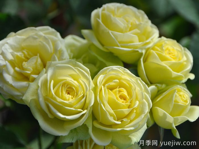 奶油龍沙寶石月季，奶油色仙子微月(圖2)