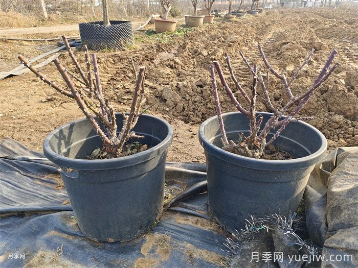 月季花冬季施肥和修剪可以同時進行嗎？(圖1)