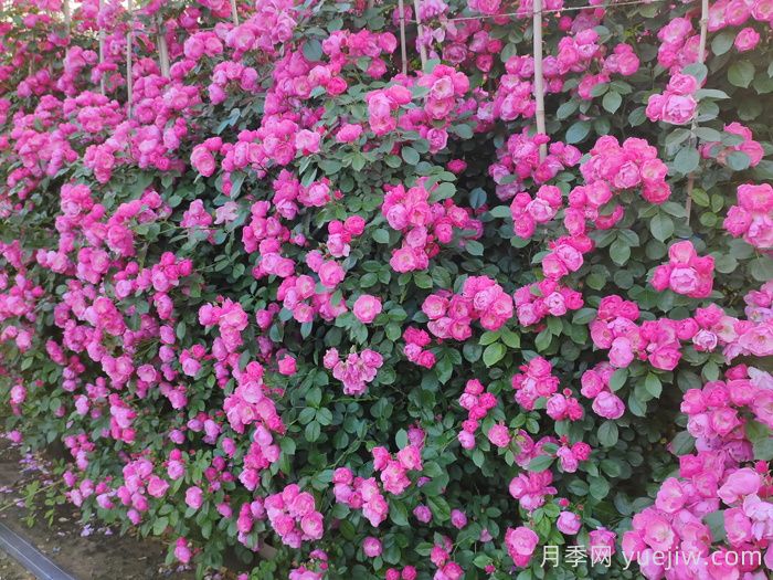 10種富貴長壽的花園植物，花園設(shè)計必備！(圖2)