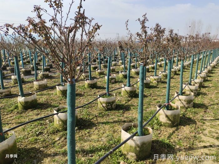 冬天月季發(fā)芽了怎么辦？(圖1)