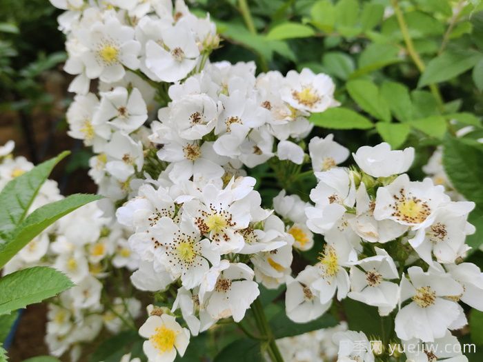 薔薇有什么作用，和月季有什么區(qū)別？(圖2)