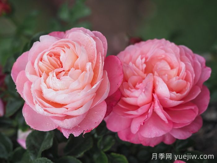 彩筆浪漫月季，浪漫多色的大花藤本月季(圖2)