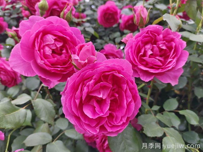 6種復花能力強的藤本月季，爬藤開花機器(圖1)