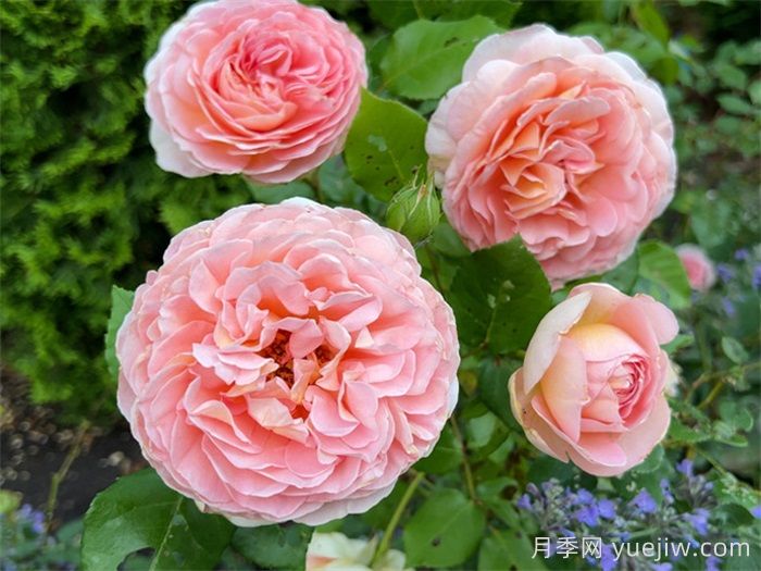 6種復花能力強的藤本月季，爬藤開花機器(圖2)