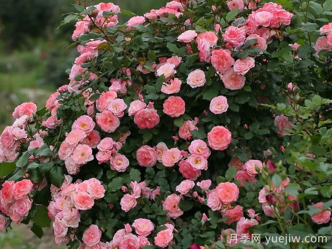 6種復花能力強的藤本月季，爬藤開花機器(圖4)