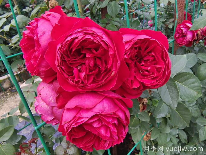 6種復花能力強的藤本月季，爬藤開花機器(圖5)
