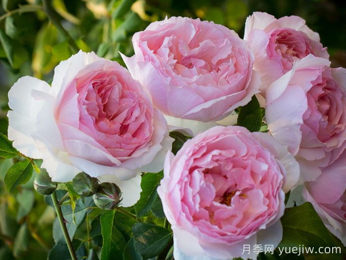 6種復花能力強的藤本月季，爬藤開花機器(圖3)