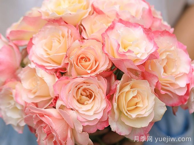 河本純子天使系列月季，顏值擔(dān)當(dāng)溫柔靈動(圖4)
