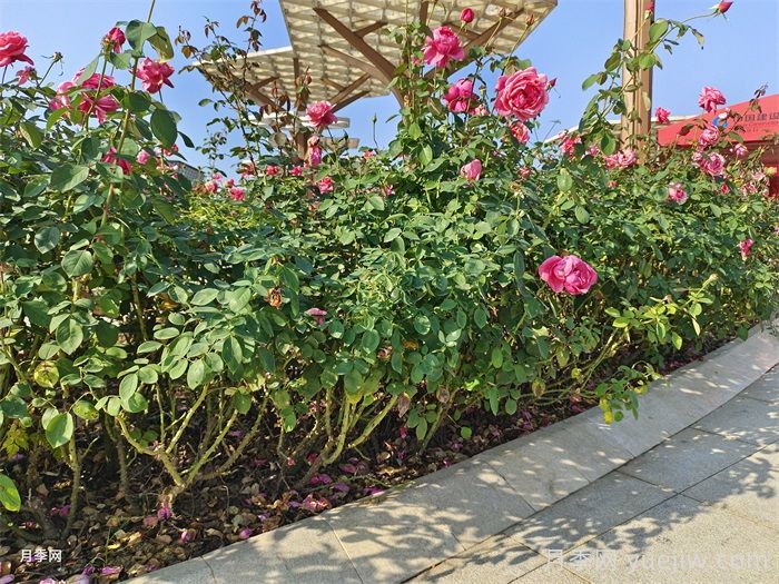 怎樣判斷月季花需要澆水？(圖1)