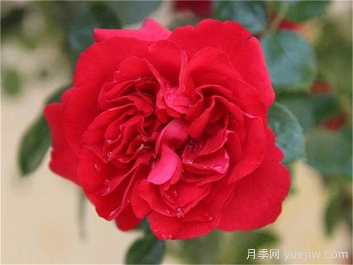花友決定淘汰4個月季品種，養(yǎng)花路上你放棄什么？(圖2)