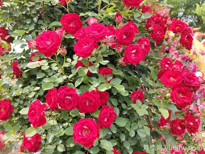 花友決定淘汰4個月季品種，養(yǎng)花路上你放棄什么？(圖3)